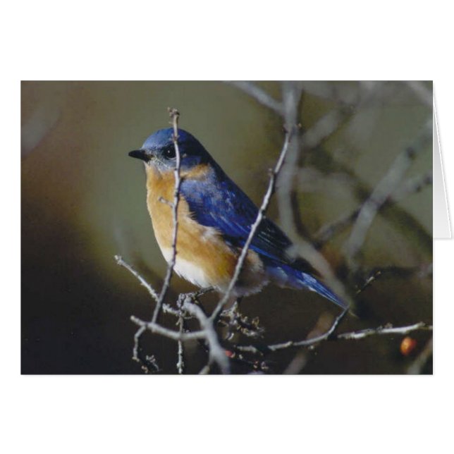 Bluebird Hälsningskort (Framsidan Horizontal)