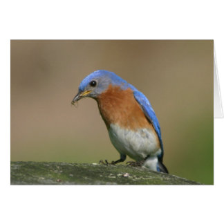 Bluebird Hälsningskort