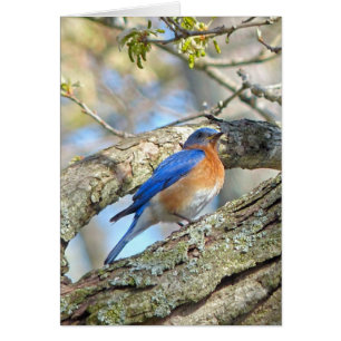 Bluebird Hälsningskort