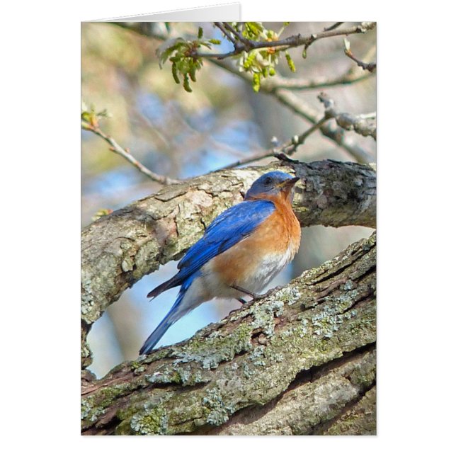 Bluebird Hälsningskort (Framsidan)