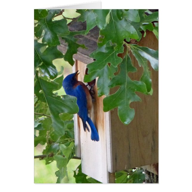 Bluebird hemma hälsningskort (Framsidan)