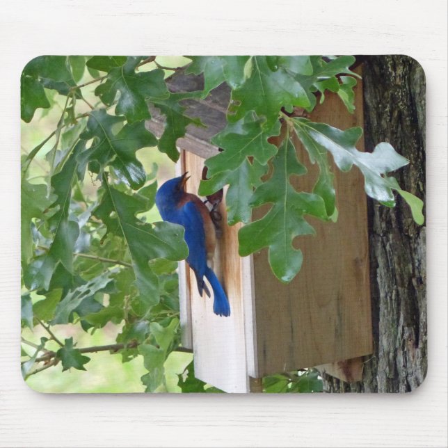 Bluebird hemma musmatta (Framsidan)