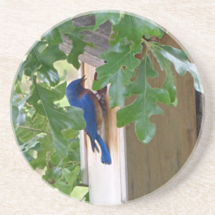 Bluebird hemma underlägg