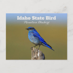 Bluebird Idaho State Bird Vykort