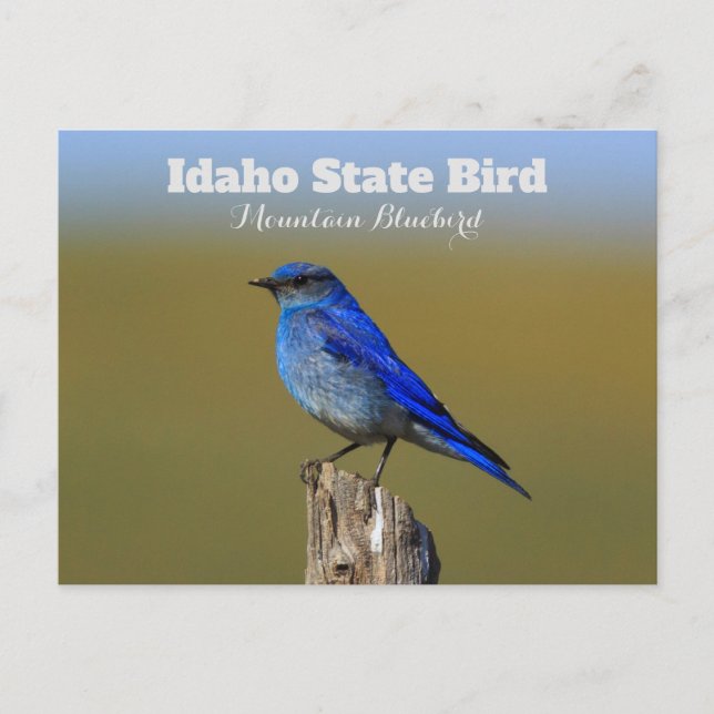 Bluebird Idaho State Bird Vykort (Framsida)