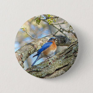 Bluebird Knapp