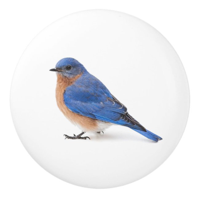 Bluebird Knopp (Framsidan)