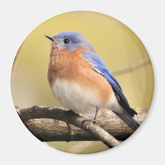 Bluebird Magnet (Framsidan)