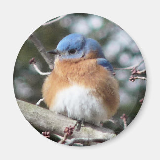 Bluebird Magnet