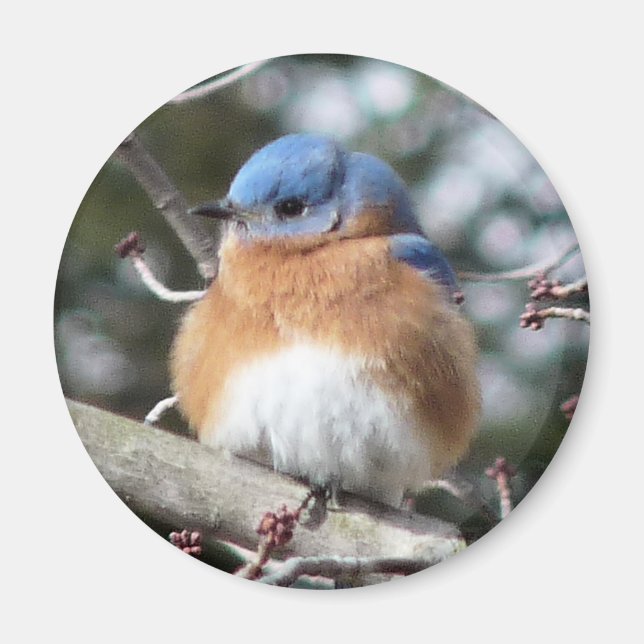 Bluebird Magnet (Framsidan)