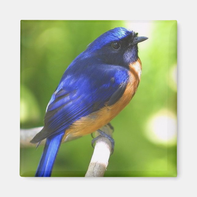 Bluebird Magnet (Framsidan)