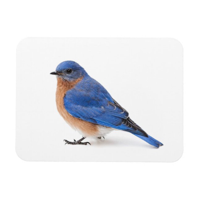 Bluebird Magnet (Horisontell)