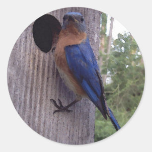 Bluebird Male Sticker Runt Klistermärke
