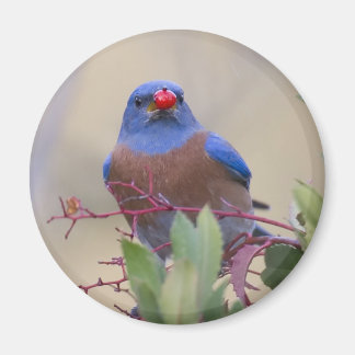 Bluebird med Berry Magnet