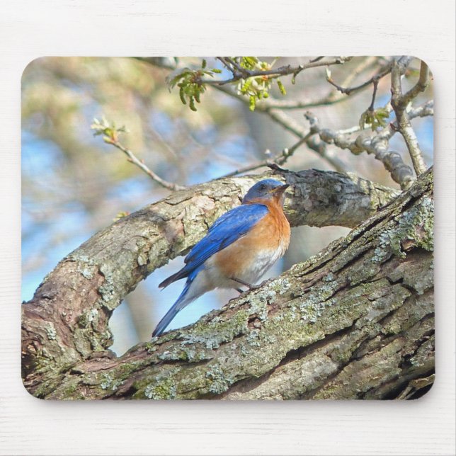 Bluebird Musmatta (Framsidan)