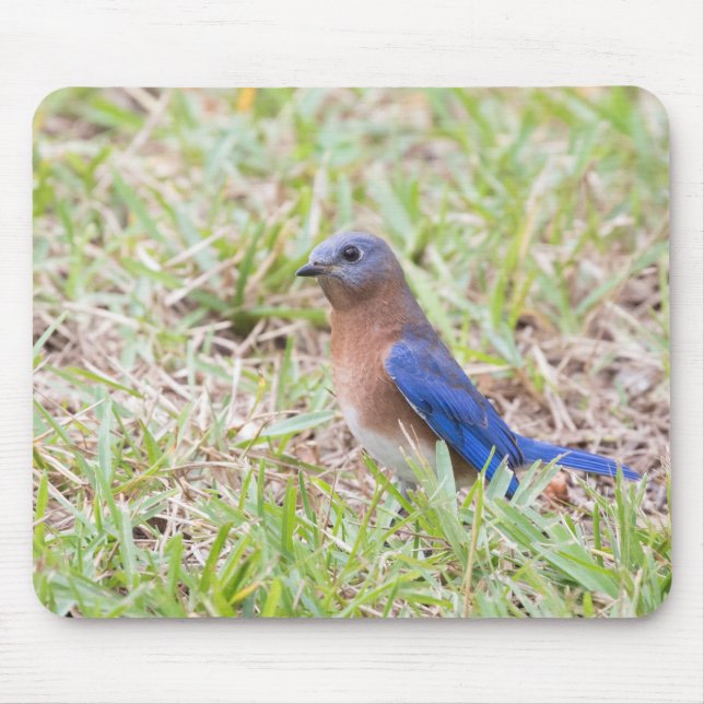 Bluebird Musmatta (Framsidan)