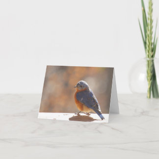 Bluebird Notecard - Blank Inside Tack Kort
