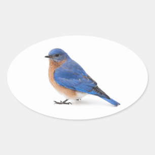 Bluebird Ovalt Klistermärke