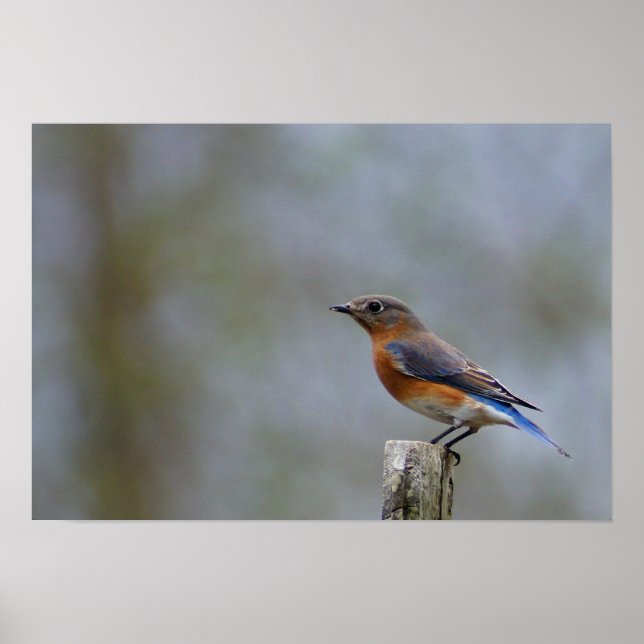 Bluebird på Post Poster (Framsidan)