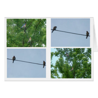 Bluebird Pair, Collage Hälsningskort