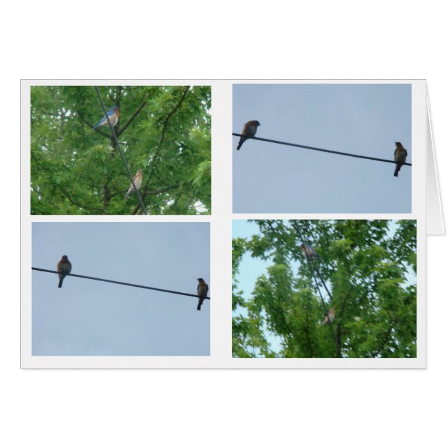 Bluebird Pair, Collage Hälsningskort (Framsidan Horizontal)