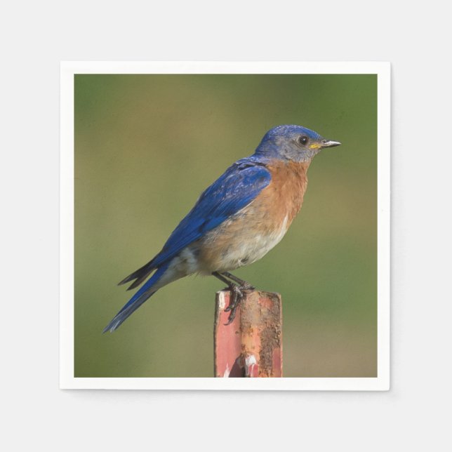 Bluebird Pappersservett (Framsidan)