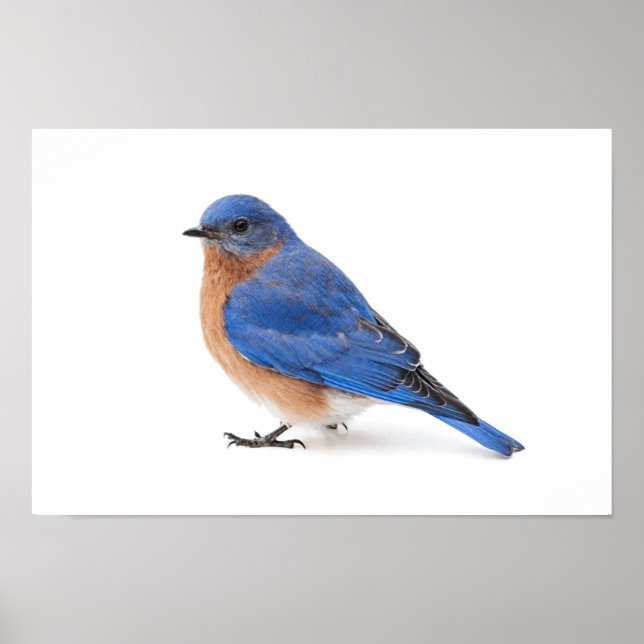 Bluebird Poster (Framsidan)