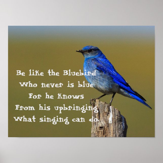 Bluebird Quote Poster (Framsidan)