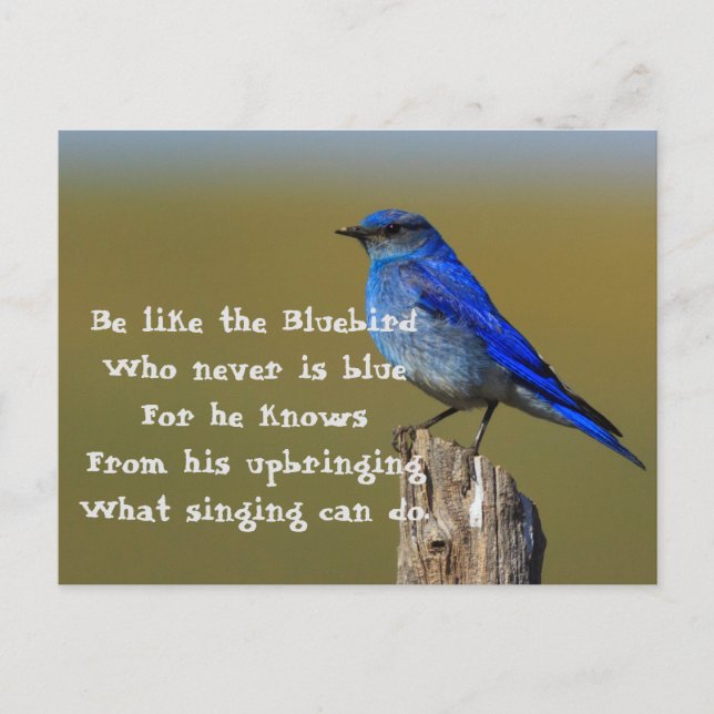 Bluebird Quote Vykort (Framsida)