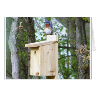 Bluebird Ruffled Feathers OBS Kort