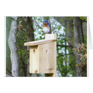 Bluebird Ruffled Feathers OBS Kort