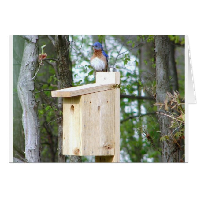 Bluebird Ruffled Feathers OBS Kort (Framsidan Horizontal)