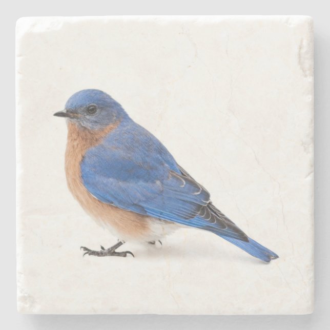 Bluebird Stenunderlägg (Framsidan)