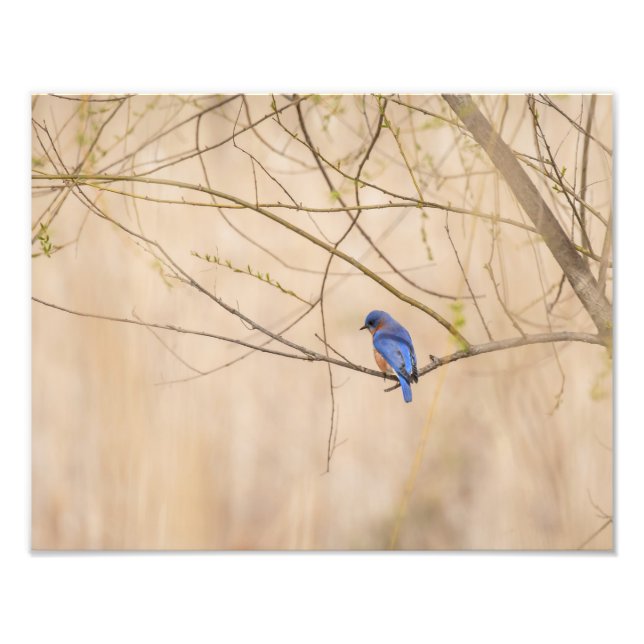 Bluebird Vår Fototryck (Framsidan)