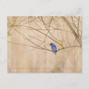 Bluebird Vår Vykort