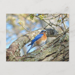 Bluebird Vykort