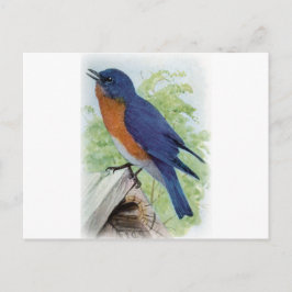 Bluebird Vykort