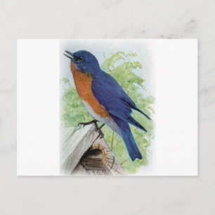 Bluebird Vykort