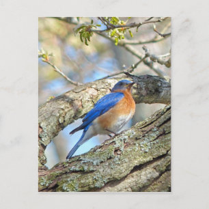 Bluebird Vykort