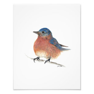 Bluebird Watercolor Fine Art Fototryck