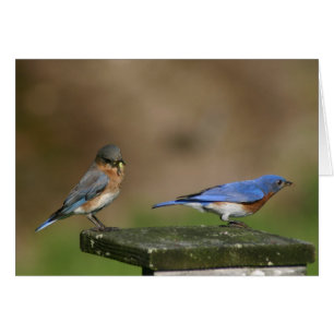 Bluebirds Hälsningskort
