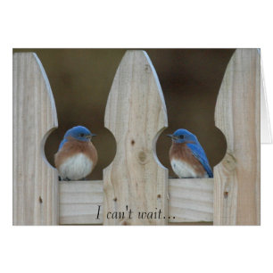 Bluebirds Hälsningskort