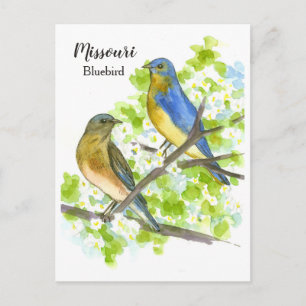 Bluebirds Hawthorn Träd Missouri State Bird Vykort