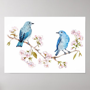 Bluebirds i bergsområdena vid Sakura Gren Poster