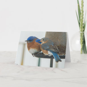 Bluebirds Kort