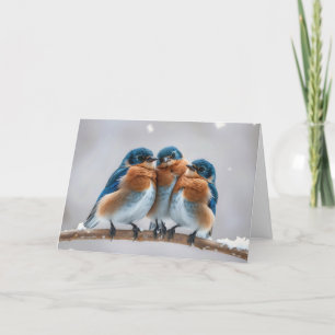 Bluebirds på en vinter Gren Kort
