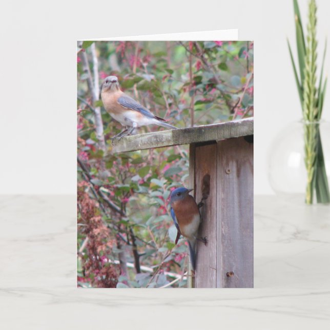 Bluebirdsen vår Östra Kort (Framsida)