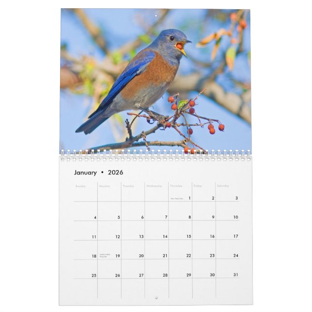 Bluebirdsväggkalender Kalender (Jan 2026)