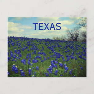Bluebonnet Blåa blommor Texas Texan Blommigt Postc Vykort