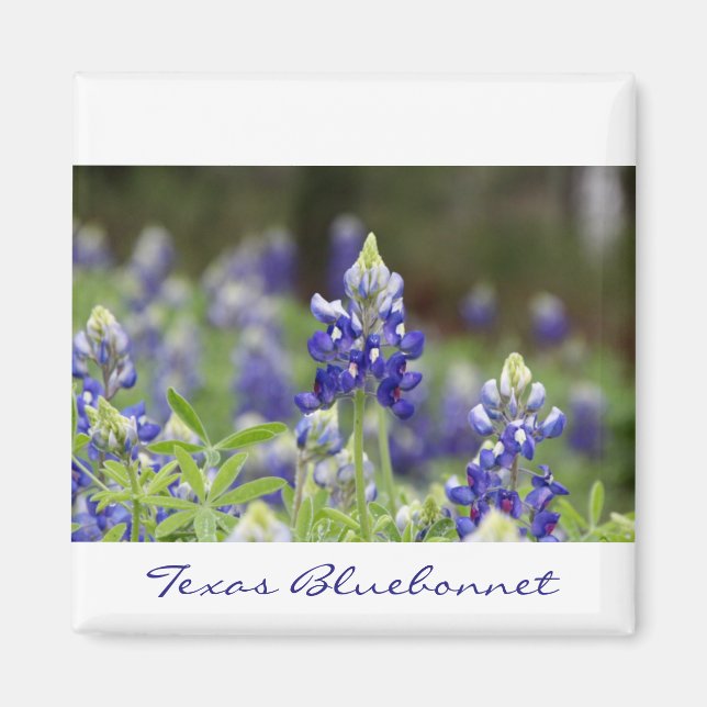 Bluebonnet Fält Magnet (Framsidan)